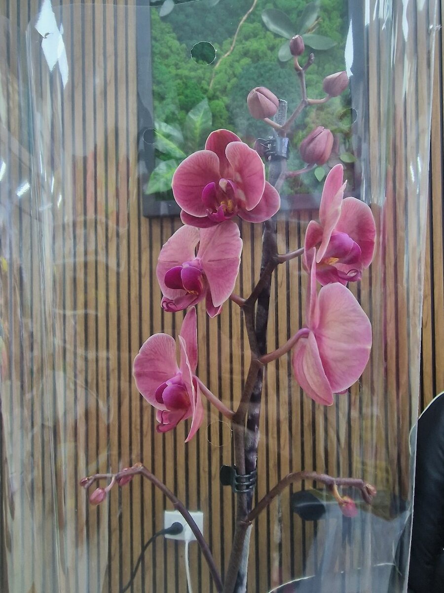 Орхидеи:Голландия