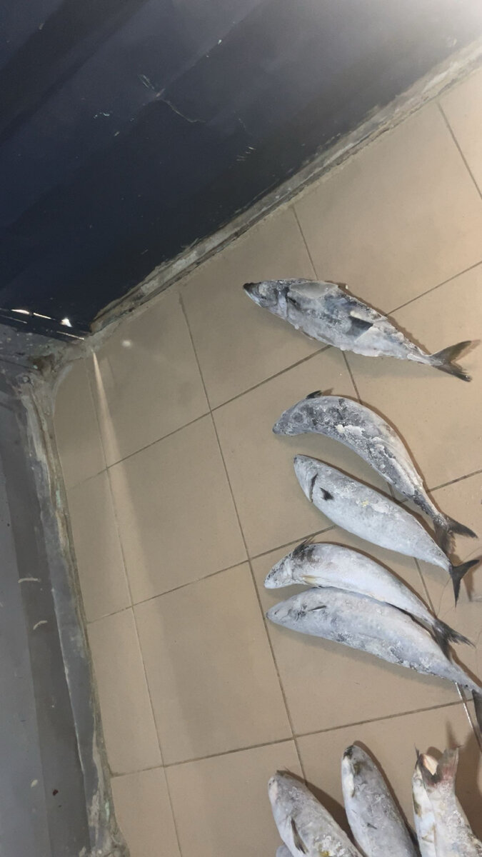 Poissons Frais Pour Cuisine