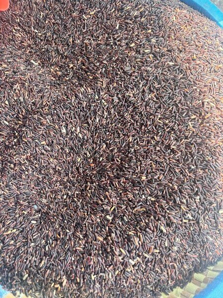 Riz blanc et riz noir et viole