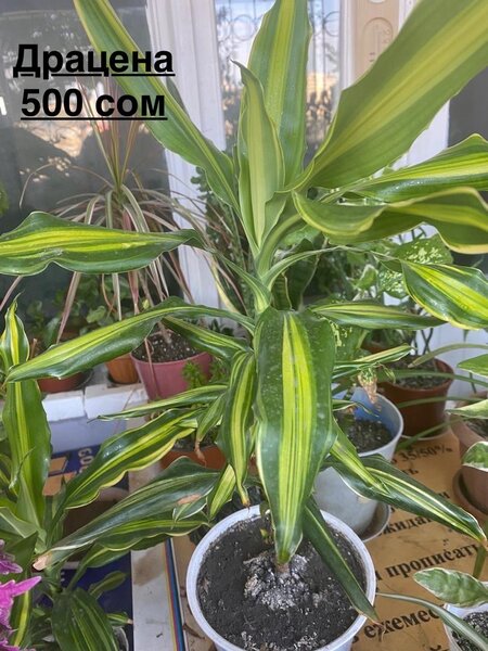 Драцена