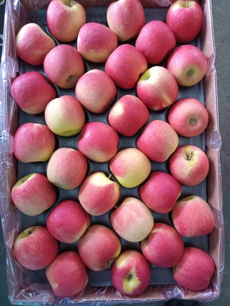 Fruits frais assortis