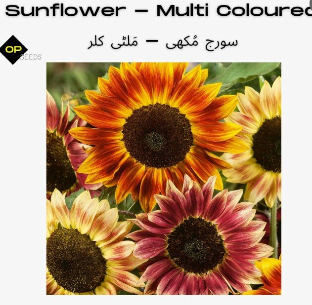 Sunflower – (Multicolour)