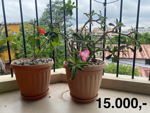 Adenium Potted Plant Duo