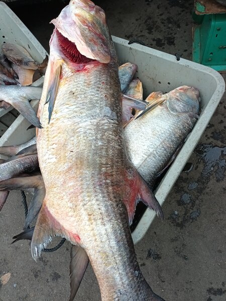 Poisson frais de rivière