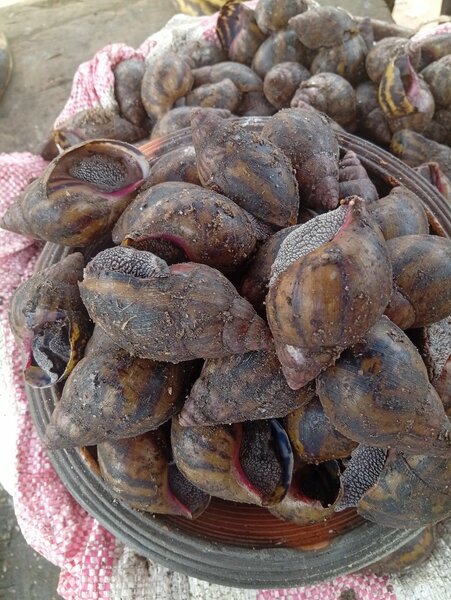 Escargots frais de qualité