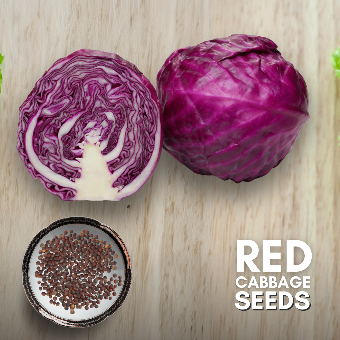 RED CABBAGE SEEDS
