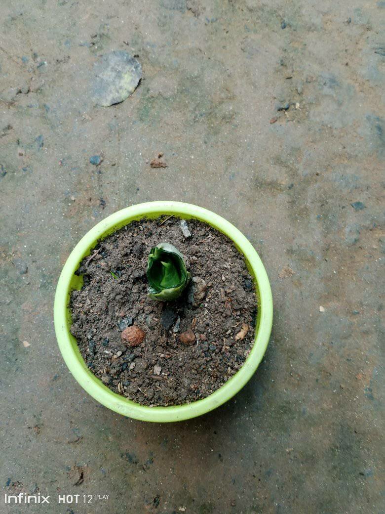 plantes vertes d'intérieur