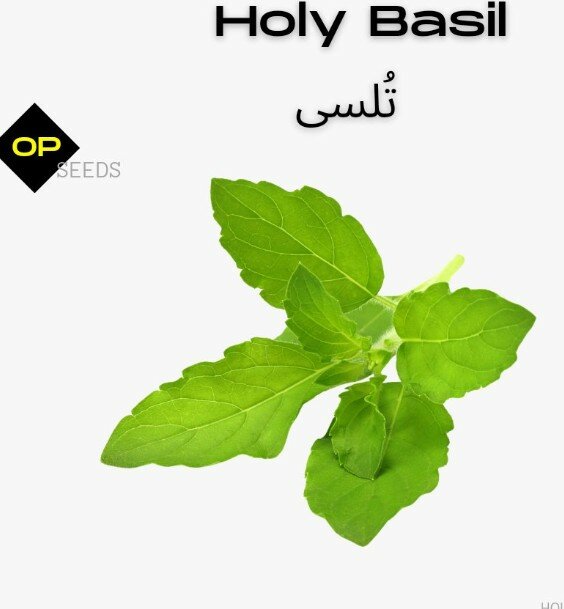 Holy Basil (Tulsi) 