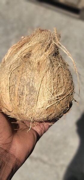 Coconut