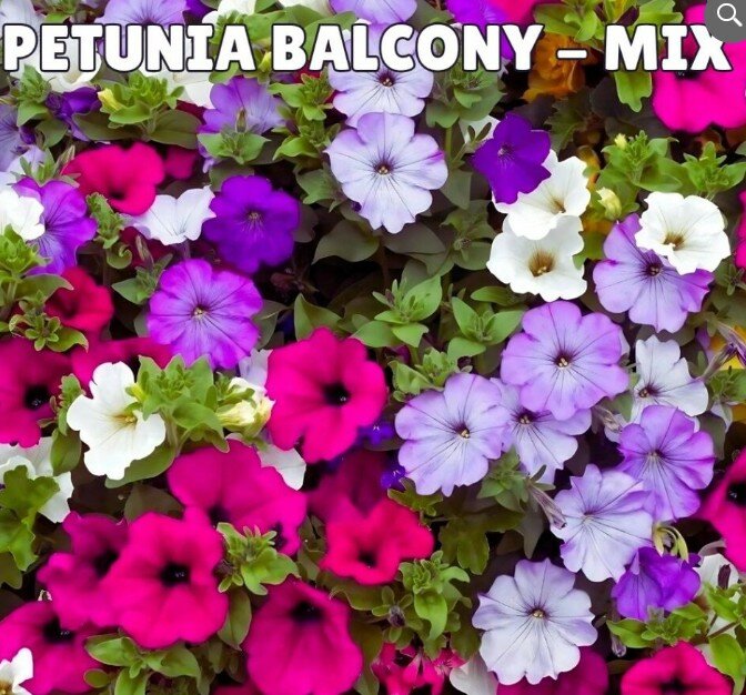 Petunia Balcony Mix