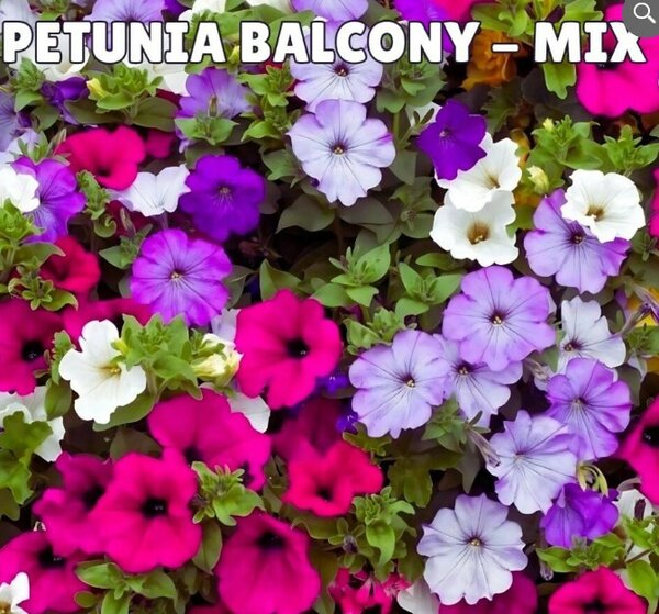 Petunia Balcony Mix