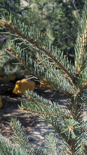 Ель Голубая колючая.