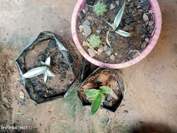 plantes vertes d'intérieur