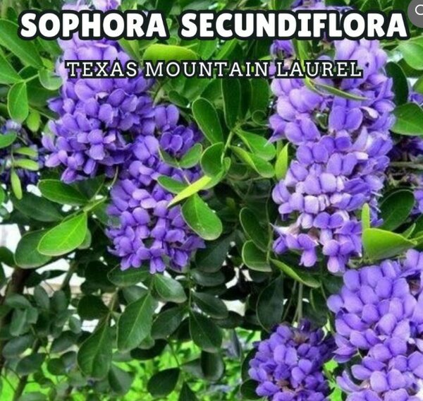 Sophora Secundiflora Seeds (Texas Mountain Laurel)