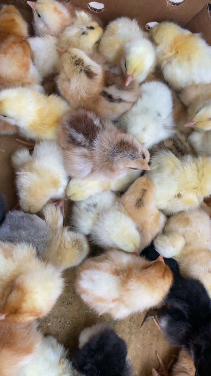 Poussins