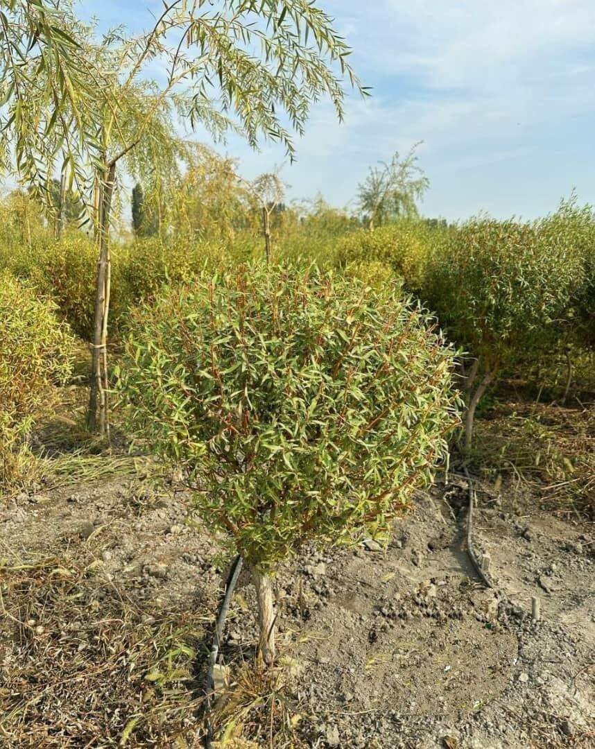 Карликовая ива ( Корейско Итальянский гибрид)