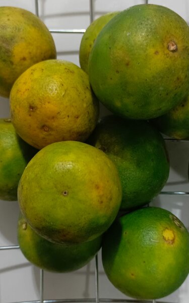 Oranges fraîches Bio