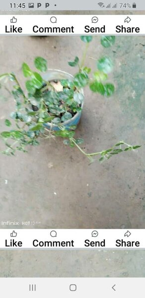 plantes vertes d'intérieur