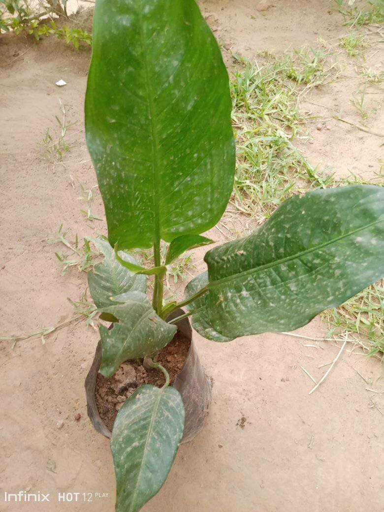 plantes vertes d'intérieur