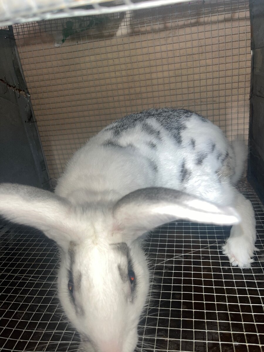 Lapin frais préparé pour cuisson