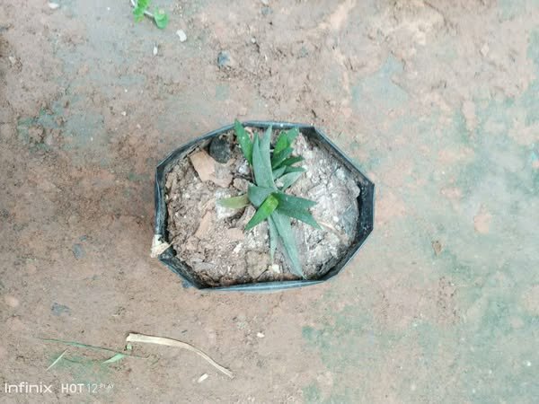 plantes vertes d'intérieur