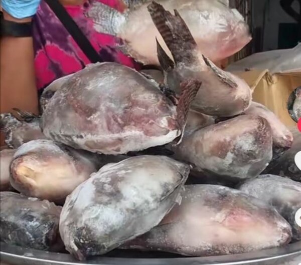 Poisson carpe 500+ et 800+