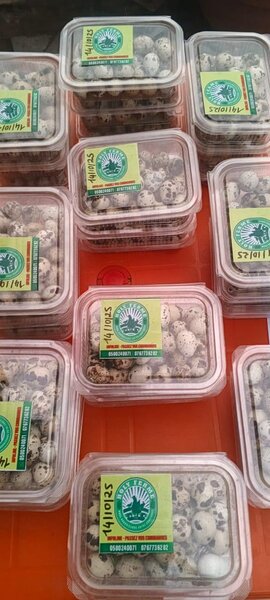 Œufs de caille frais et nutritifs