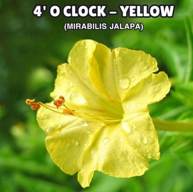 4′ O Clock , Mirabilis Jalapa, Seeds (Yellow)