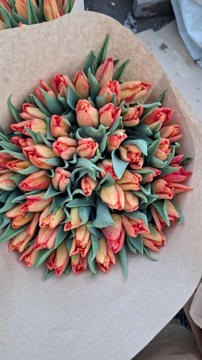 Тюльпаны оптом и в розницу