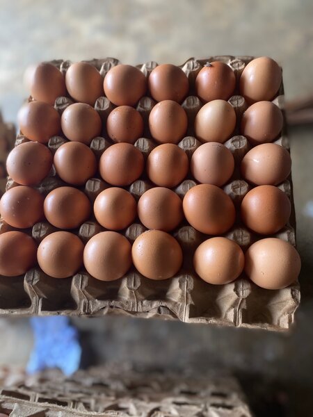 Œufs frais en gros