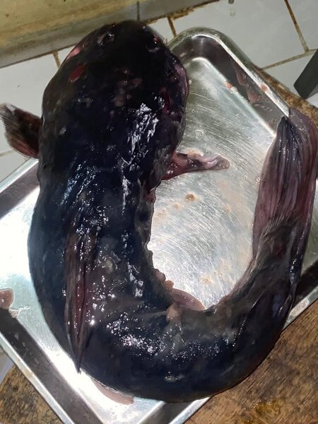 Poisson machoiron 3800/kg