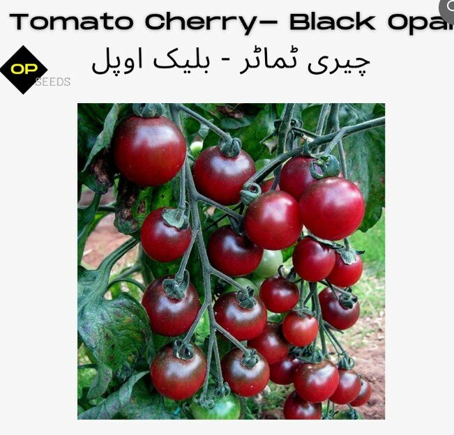 Tomato Cherry ( Black Opal) /