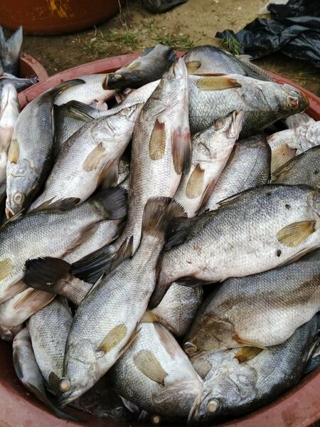 Poisson capitaine d'eau douce