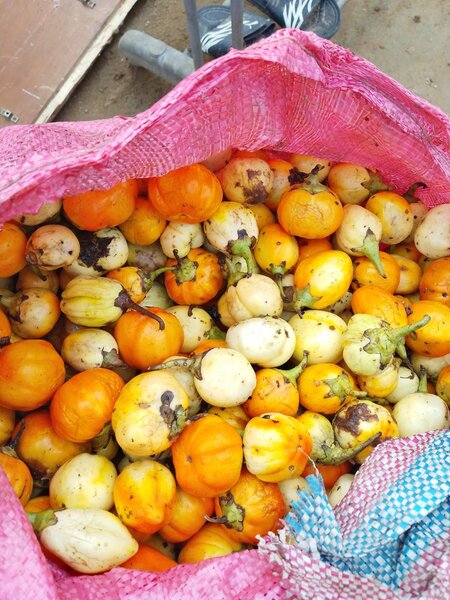 Aubergines Africaines Fraîches