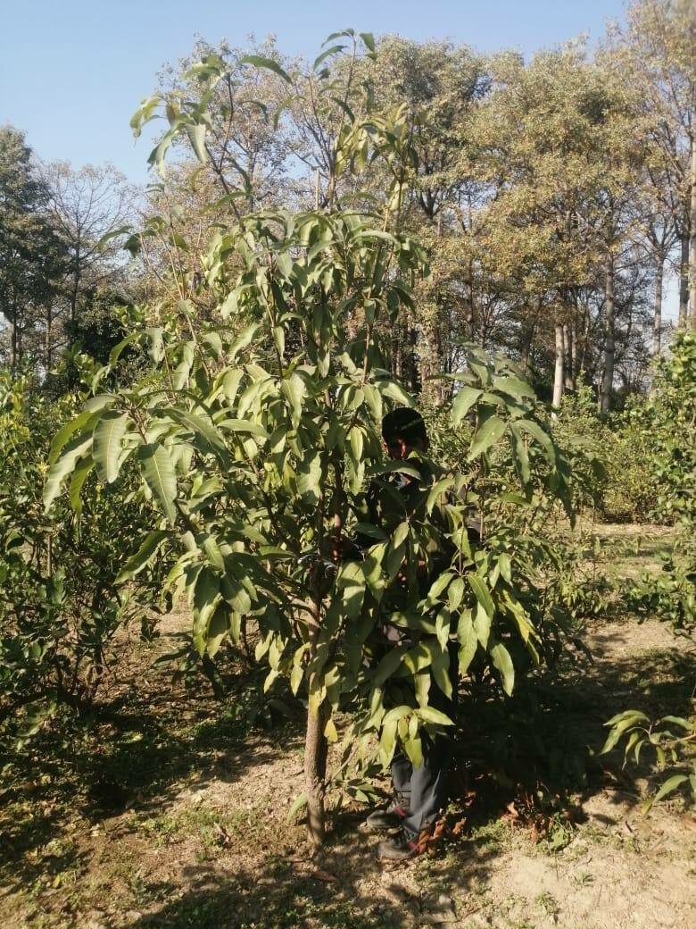 Mango trees