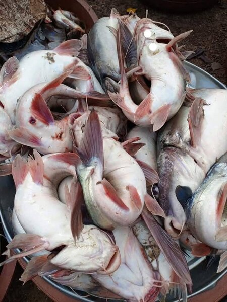 Machoiron Deau douce