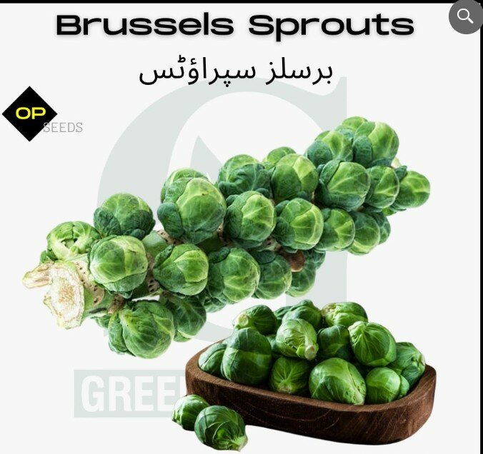 Brussels Sprouts Seeds