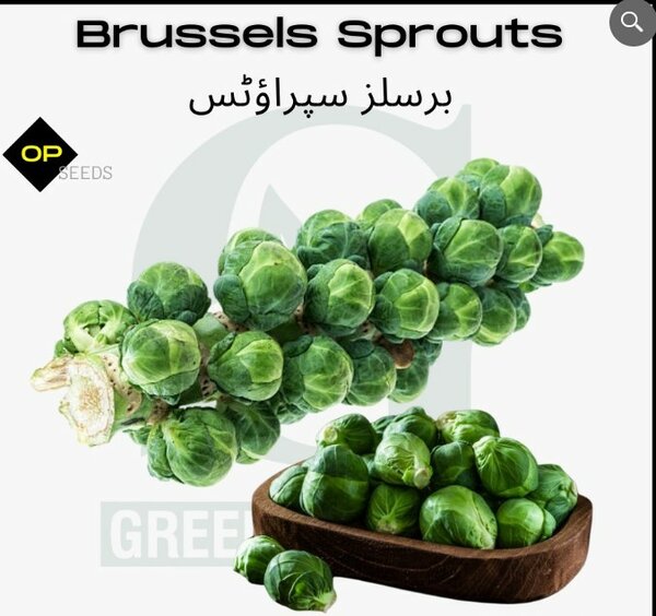 Brussels Sprouts Seeds