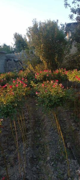 Штамбовые розы