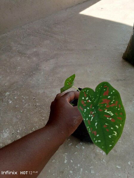 plantes vertes d'intérieur