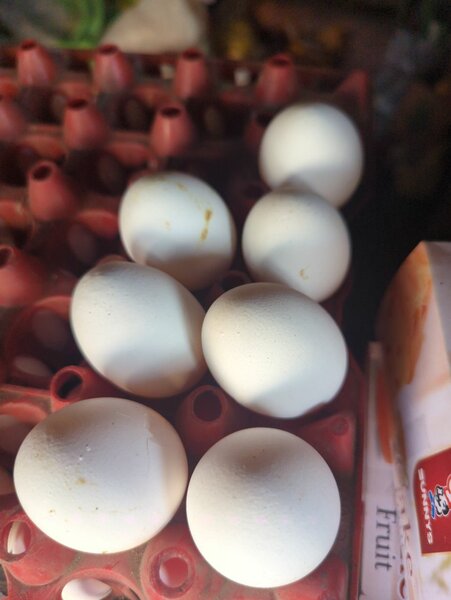 12 egg