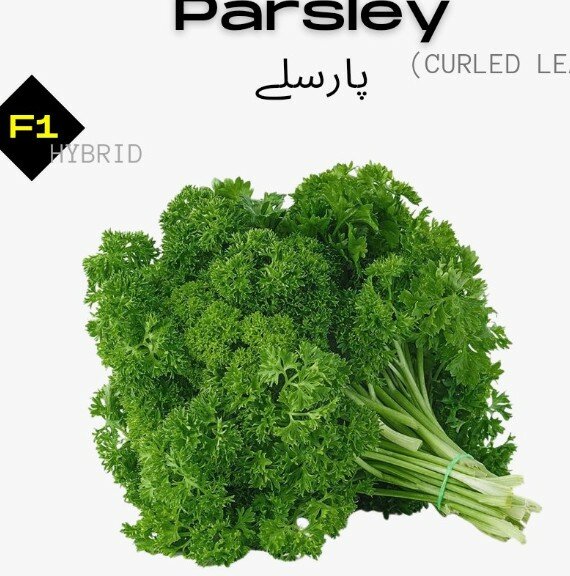 Parsley (Curly Leaf) Seeds