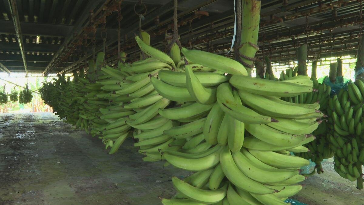 Banane plantain