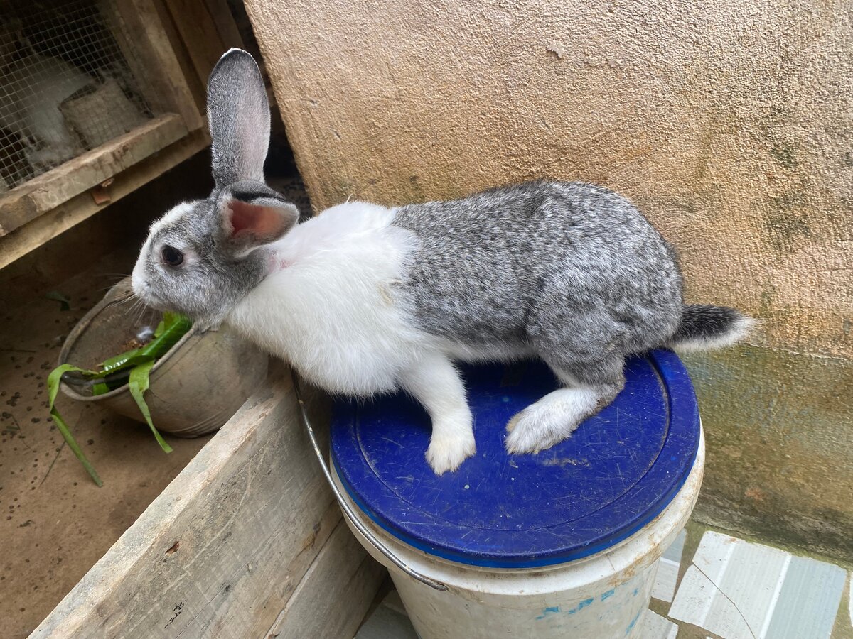 Lapin domestique gris et blanc