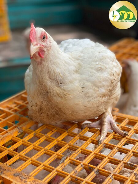 Poulet Fermier Frais