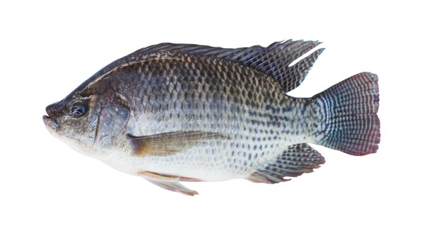 Tilapia fraîche de qualité