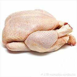 Poulets robustes sadia volailles