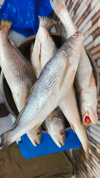 Poissons d'eau frais disponibles