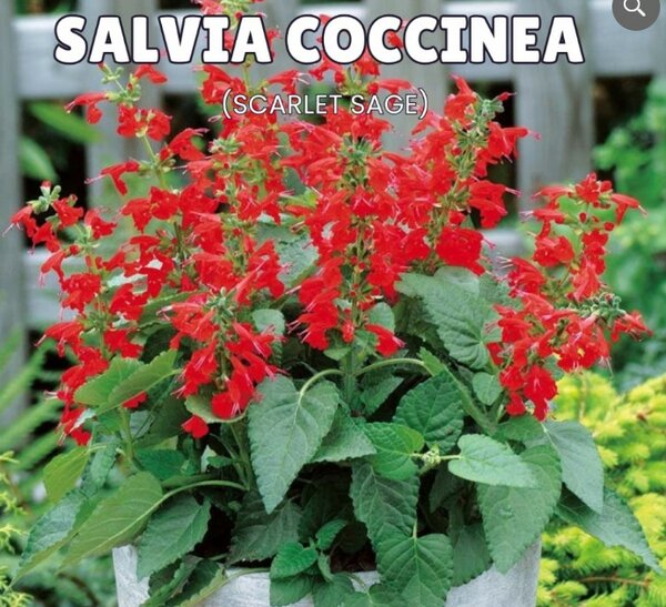 Salvia Coccinea – Perennial