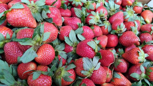 Fraise bien fraîche